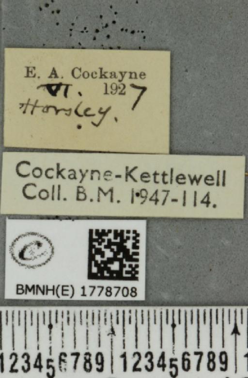 Colostygia pectinataria ab. albocincta Lempke, 1949 - BMNHE_1778708_label_354351