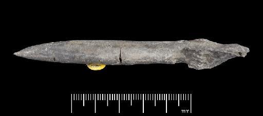 Simpsonibelus expansus (Simpson) - PI CC 1346 - belemnite