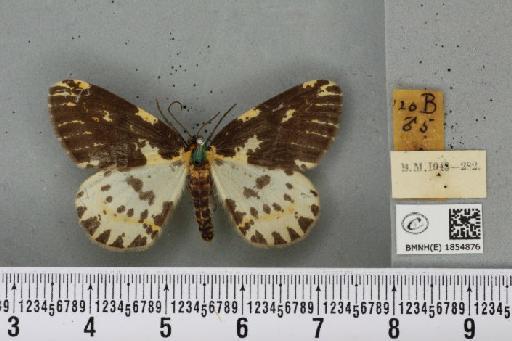 Abraxas grossulariata (Linnaeus, 1758) - BMNHE_1854876_415378