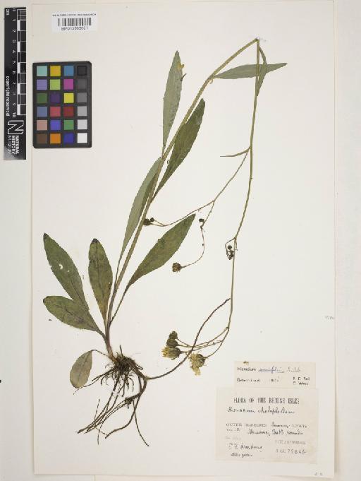 Hieracium sparsifolium Lindeb. - 013863021