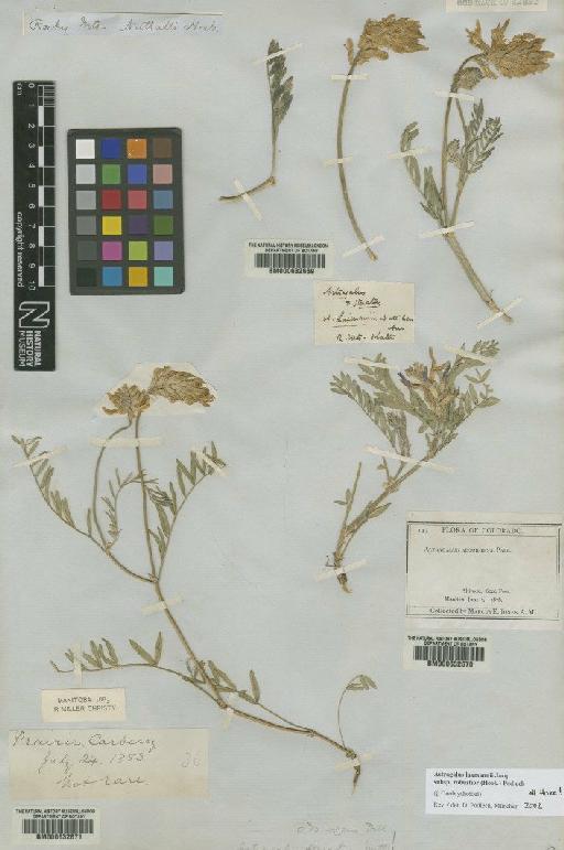 Astragalus laxmannii subsp. robustior (Hook.) Podlech - BM000632671 (2)