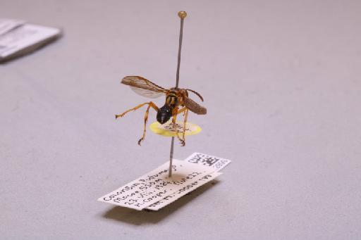 Mischocyttarus chloroecus Cooper, M., 1998 - 013632999_additional_1