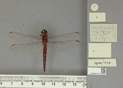 Nesciothemis hyalina Fraser - 011248565_Hadrothemis_hyalina_T_labels2