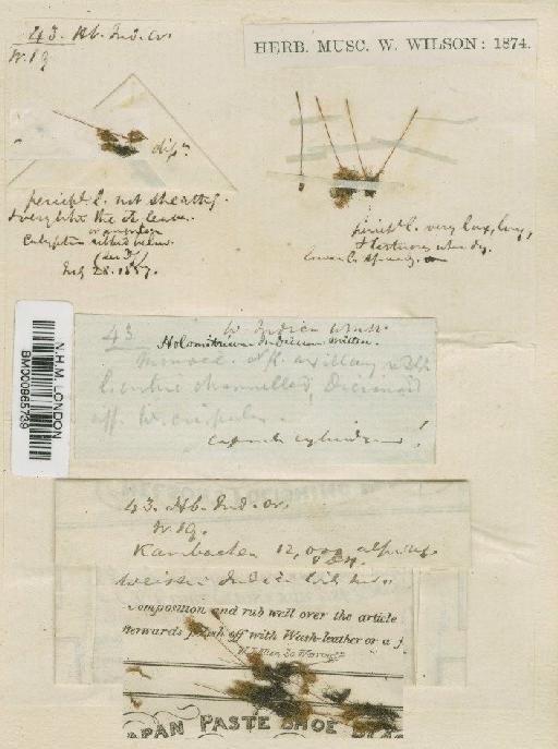 Dicranoweisia indica (Wilson) Paris - BM000965739