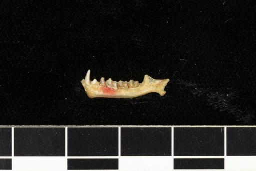 Rhinolophus euryotis burius Hinton, 1925 - 1925_6_5_22-Rhinolophus_euryotis_burius-Type-Skull-mandibles-lateral
