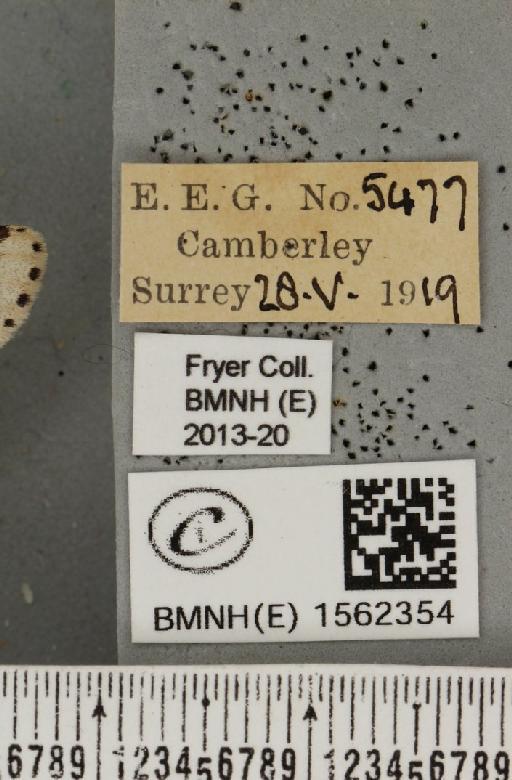Furcula bifida Brahm, 1787 - BMNHE_1562354_label_242378