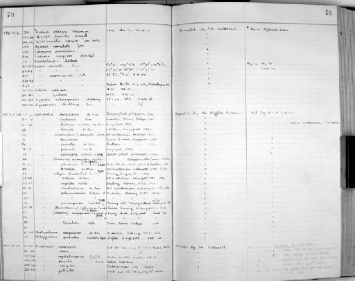 Sesarma calypso lanchesteri subsection Thoracotremata section Eubrachyura Tweedie - Zoology Accessions Register: Crustacea: 1935 - 1962: page 70