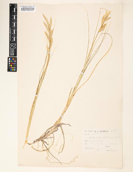 Agropyron distichum (Thunb.) P.Beauv. - 000094260