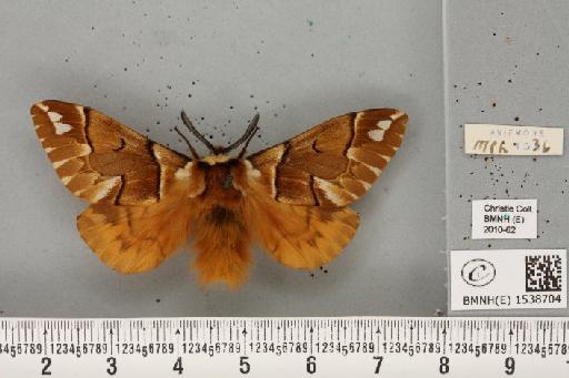 Endromis versicolora (Linnaeus, 1758) - BMNHE_1538704_240380