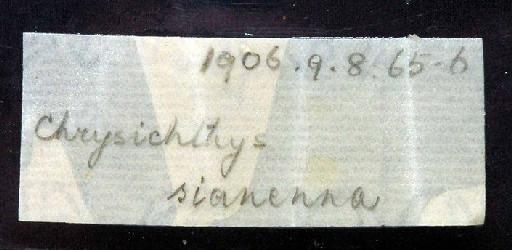 Chrysichthys sianenna Boulenger, 1906 - 1906.9.8.65-66a; Chrysichthys sianenna; image of jar label; ACSI project image
