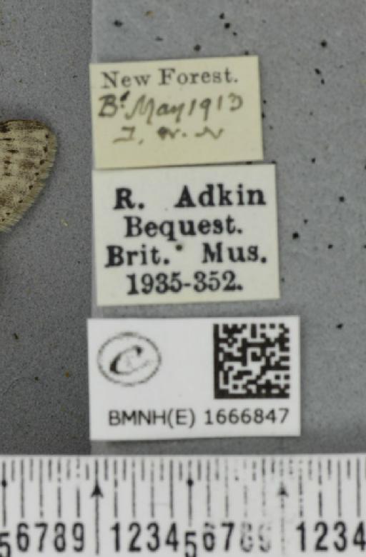 Cyclophora albipunctata ab. striata Lempke, 1949 - BMNHE_1666847_label_274184