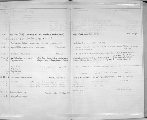 Coryphaenoides profundicolus (Nybelin, 1957) - Zoology Accessions Register: Fishes: 1986 - 1994: page 104