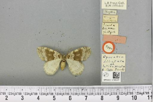 Epirrita dilutata ab. latifasciata Prout, 1899 - BMNHE_1789377_359530