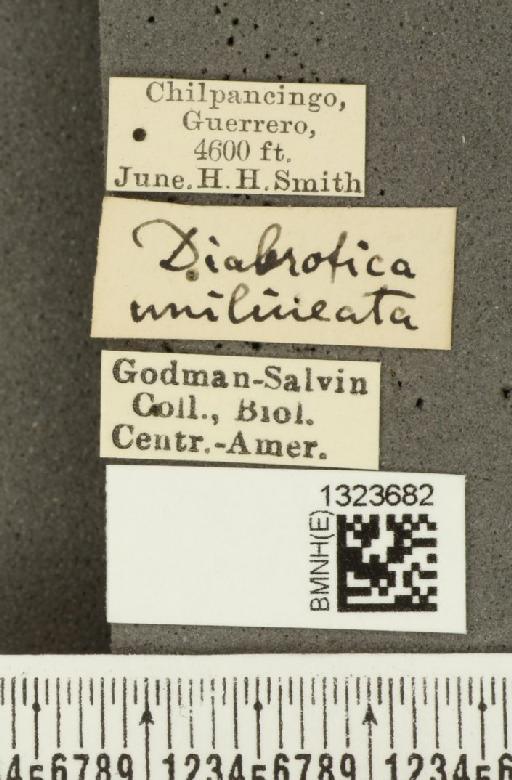 Amphelasma unilineatum (Jacoby, 1887) - BMNHE_1323682_label_20446