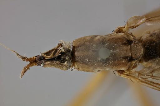 Nerius mantoides Walker, 1861 - 010833515 Nerius mantoides syntype 1 head thorax dorsal