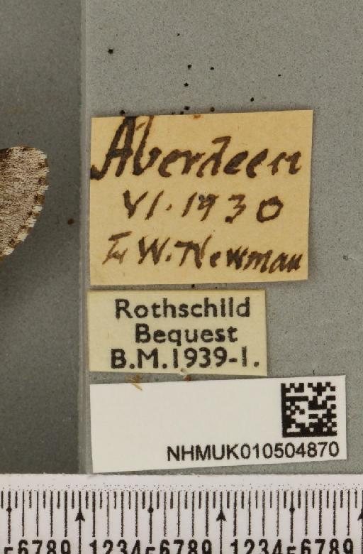 Acronicta menyanthidis scotica ab. obsoleta Tutt, 1888 - NHMUK_010504870_label_562352