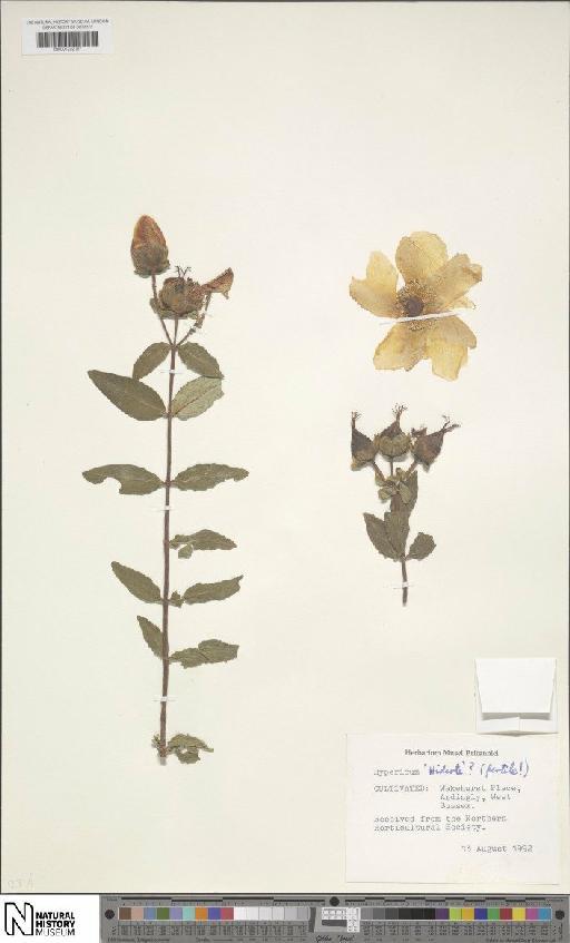 Hypericum × ‘Hidcote’ N.Robson - BM001202187