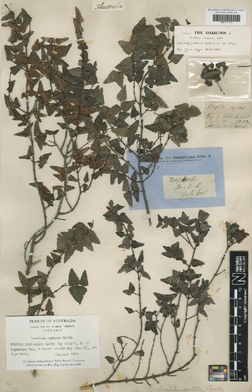 Bossiaea dentata (R.Br.) Benth. - BM001217210