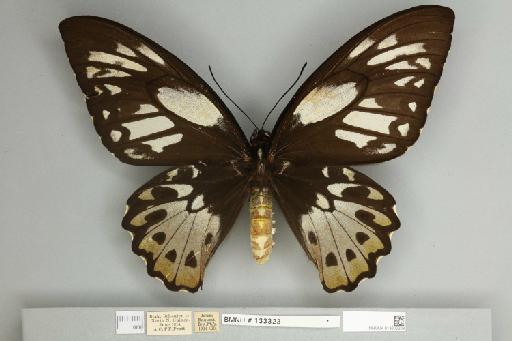 Ornithoptera priamus teucrus Joicey & Talbot, 1916 - 013603208__