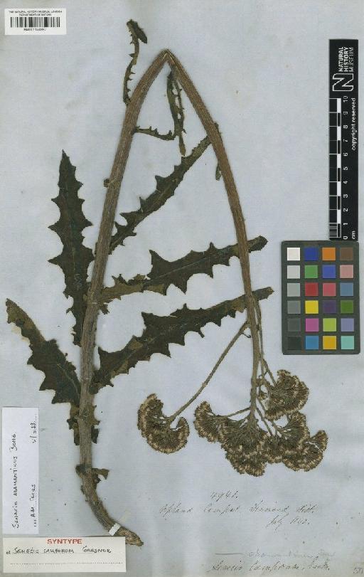 Senecio adamantinus Bong. - BM001124997