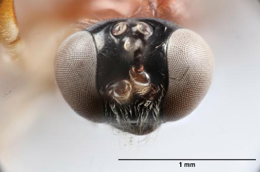 Anastelgis imposiblita Gauld, I.D., 2000 - 010824761_Anastelgis_imposibilita_HT_face_frontal_view