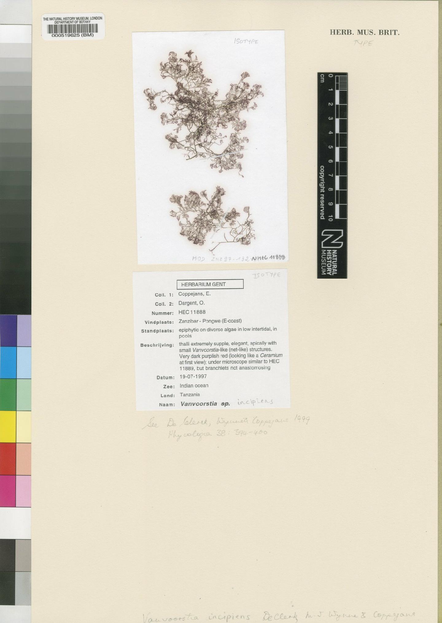 To NHMUK collection (Vanvoorstia incipiens De Clerck, M.J.Wynne & Coppejans; Isotype; NHMUK:ecatalogue:4858683)
