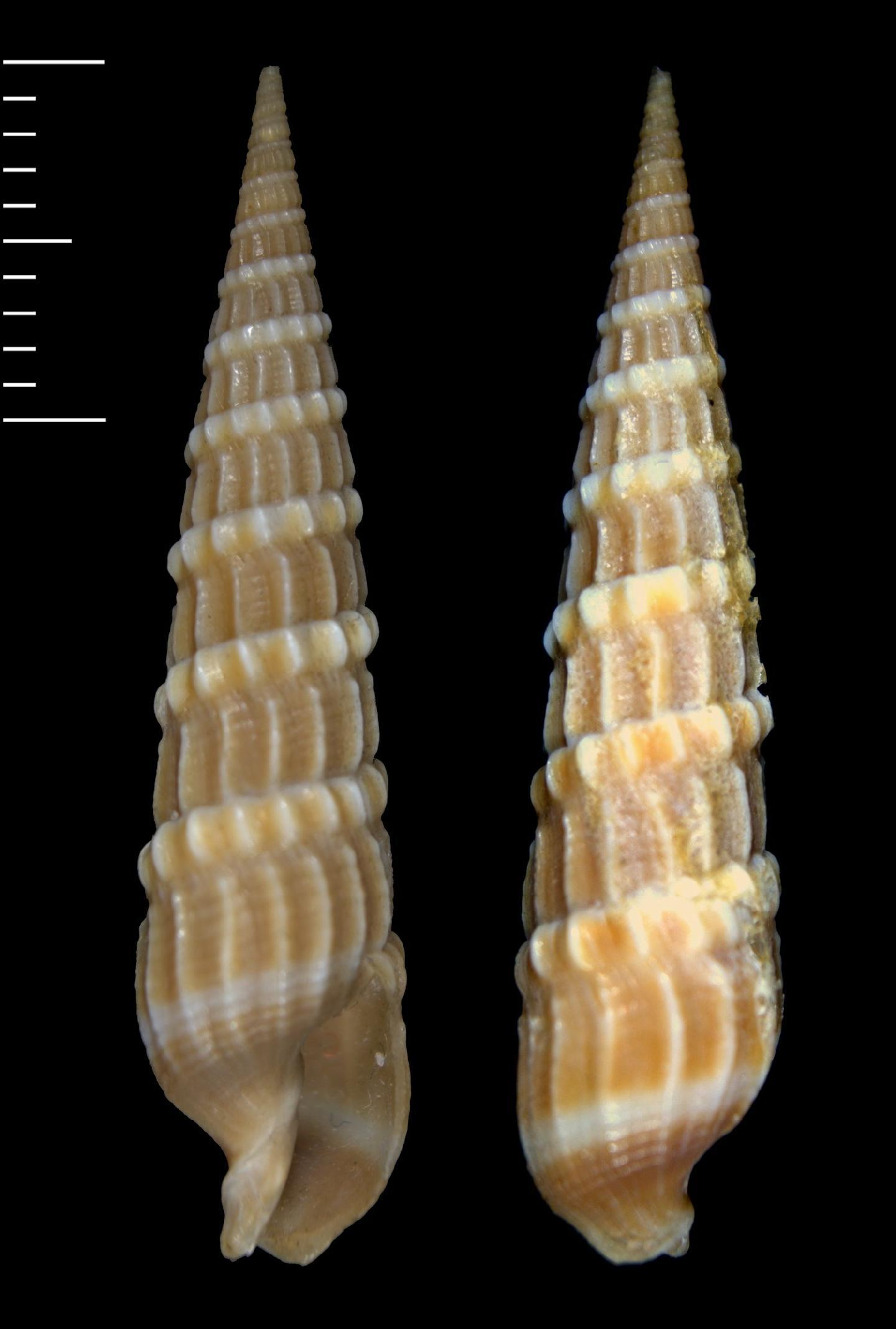 To NHMUK collection (Terebra albicostata A. Adams & Reeve, 1850; SYNTYPE; NHMUK:ecatalogue:5749397)