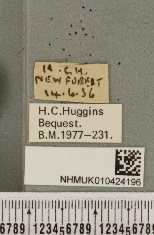 Hypena crassalis (Fabricius, 1787) - NHMUK_010424196_label_537489