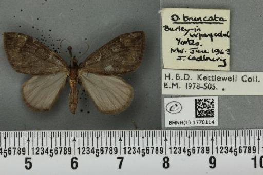 Dysstroma truncata truncata (Hufnagel, 1767) - BMNHE_1770114_350883