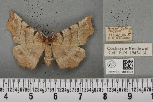 Selenia dentaria (Fabricius, 1775) - BMNHE_1884305_444656