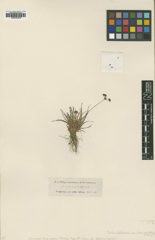 Juncus planifolius var. demissus (Steud.) Buchenau - BM000938230