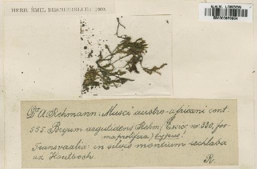 Rhodobryum commersonii (Schwägr.) Brid. - BM000870904