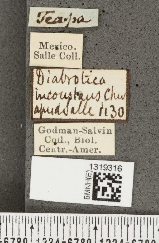 Diabrotica pulchella (Jacquelin du Val, 1857) - BMNHE_1319316_label_20336