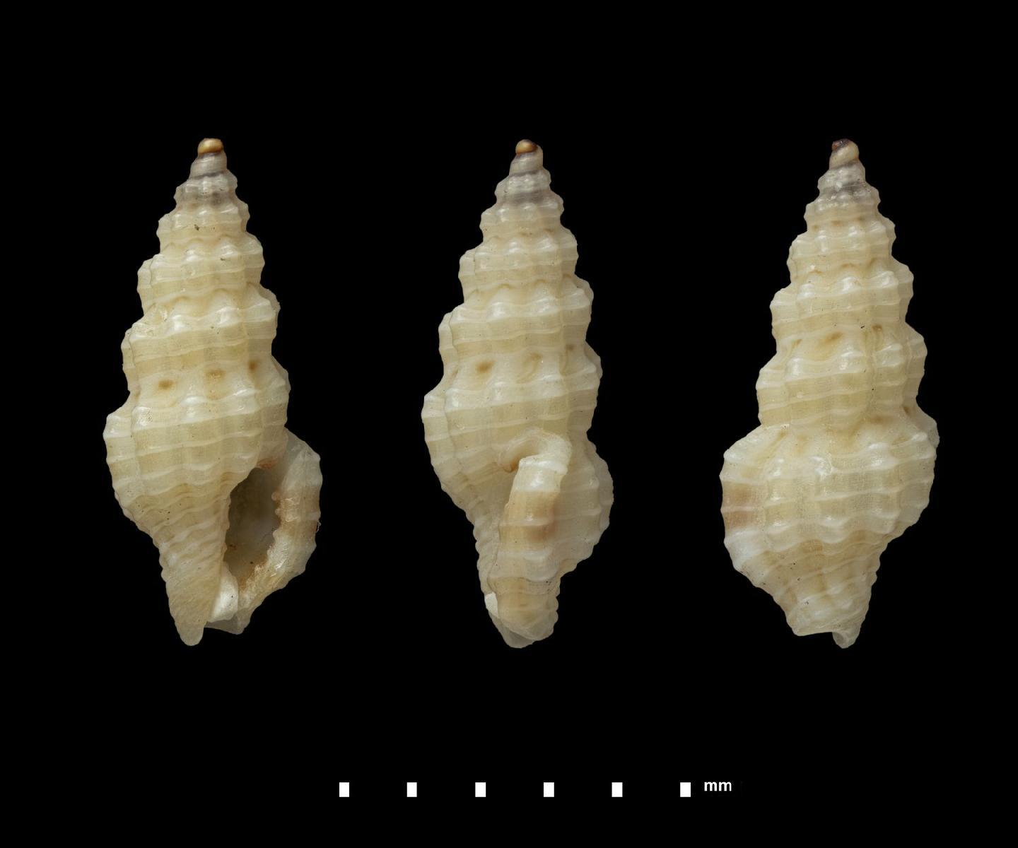 To NHMUK collection (Clathurella royi G. B. Sowerby III, 1913; SYNTYPE; NHMUK:ecatalogue:5550416)