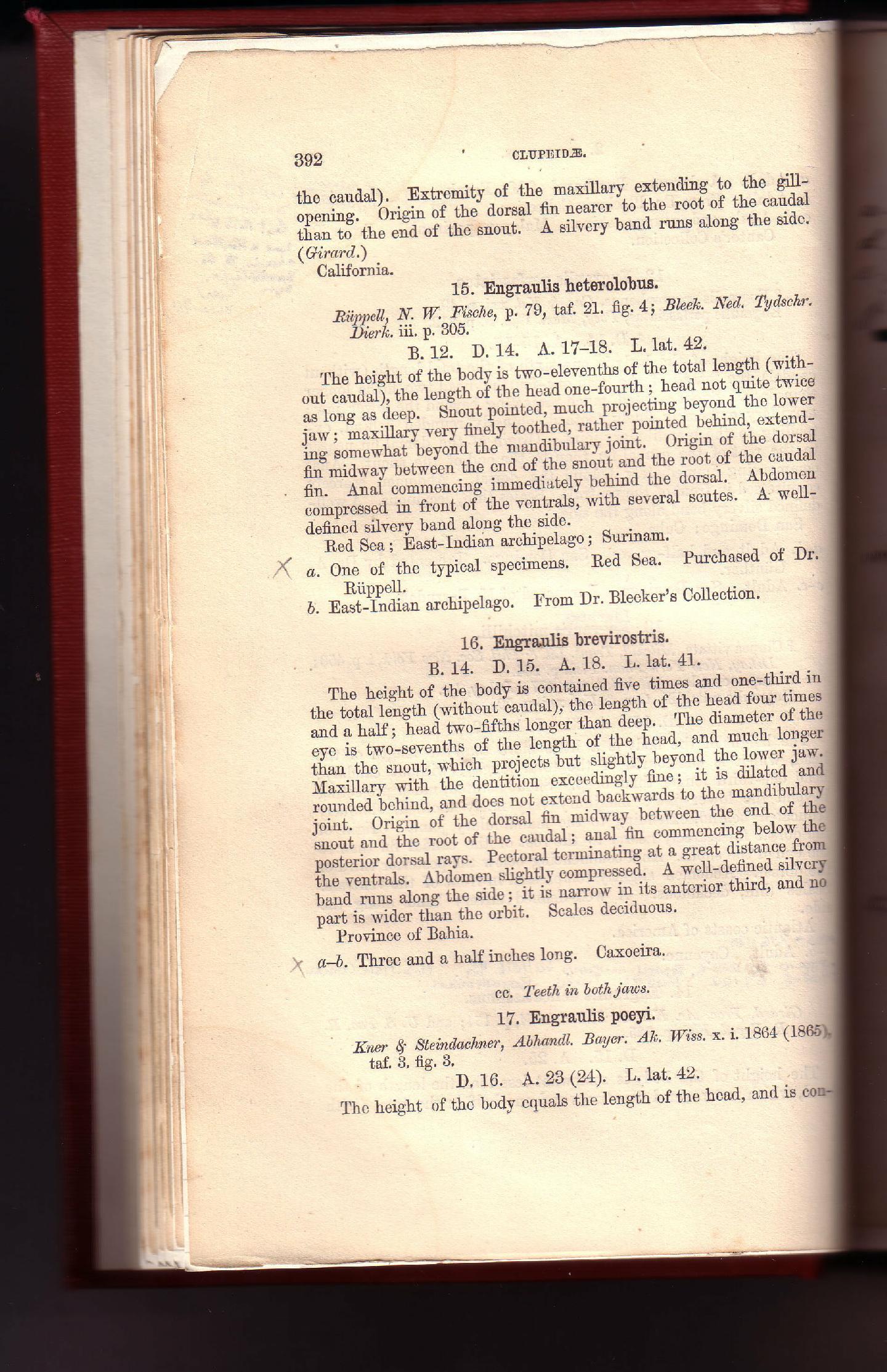 To NHMUK collection (Engraulis brevirostris Günther, 1868; SYNTYPE(S); NHMUK:ecatalogue:2579129)