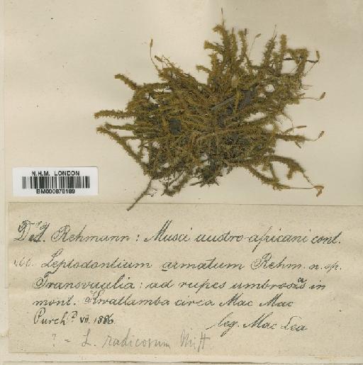 Leptodontium viticulosoides (P.Beauv.) Wijk & Margad. - BM000878189