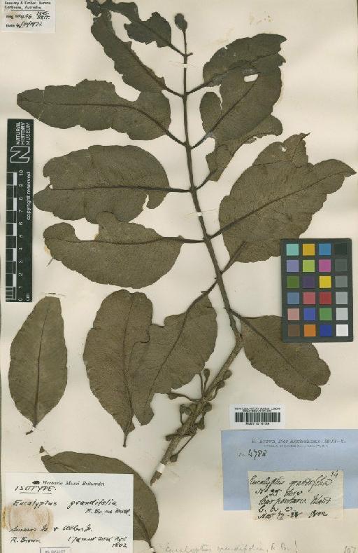 Eucalyptus grandifolia R.Br. - BM001015189