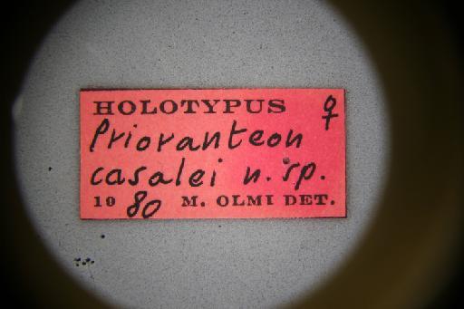 Prioranteon casalei Olmi, 1984 - Deinodryinus_casalei-NHMUK010265031-holotype-female-label_4