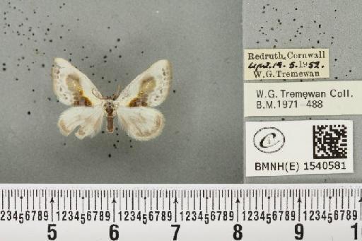 Cilix glaucata (Scopoli, 1763) - BMNHE_1540581_234530