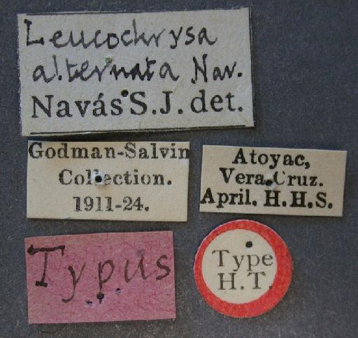Nodita alternata Navás - Leucochrysa alternata BMNHE 1241750 labels