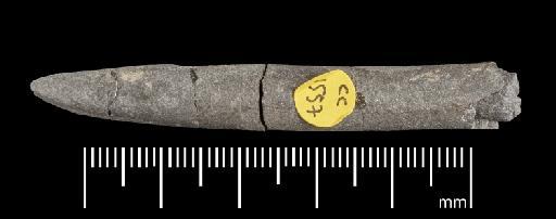 Simpsonibelus expansus (Simpson) - PI CC 1557 - belemnite