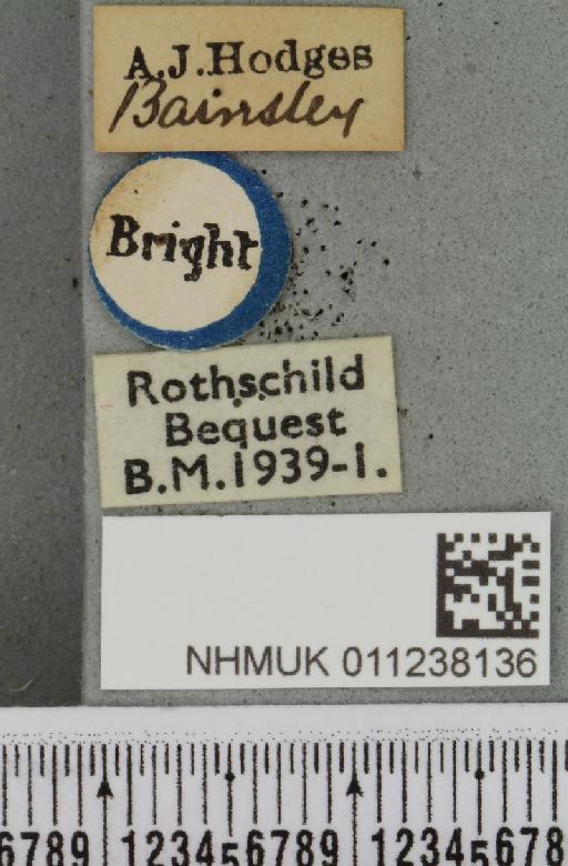 Brachylomia viminalis ab. intermedia Tutt, 1892 - NHMUK_011238136_label_638831