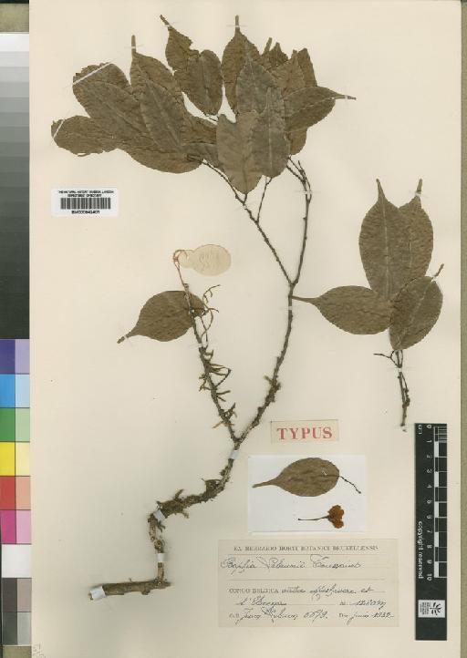 Baphia incerta subsp. lebrunii (Touss) Soladoye - BM000842401