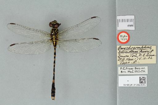 Onychogomphus kerri Fraser, 1933 - 013323540_Onychogomphus_kerri_Dorsal_Habitus_Holotype