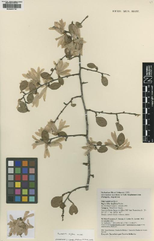 Ruprechtia laxiflora Meisn - BM000817161