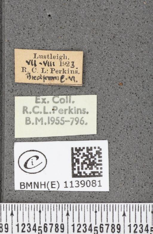 Thecla betulae (Linnaeus, 1758) - BMNHE_1139081_label_95558