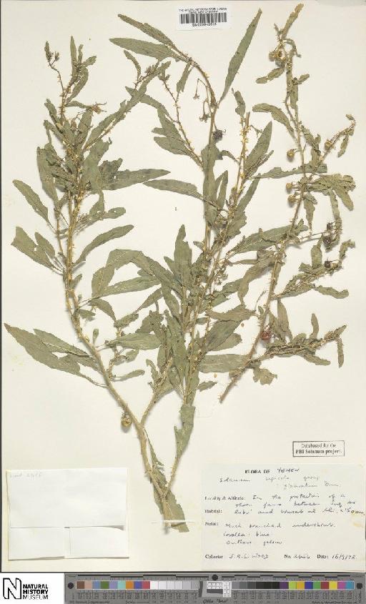 Solanum glabratum Dunal - BM000942618