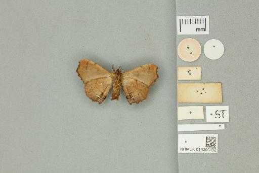 Carthara amisena Druce, 1890 - 014200192 Carthara amisena Druce, 1890 _Syntype _Ventral_with_labels