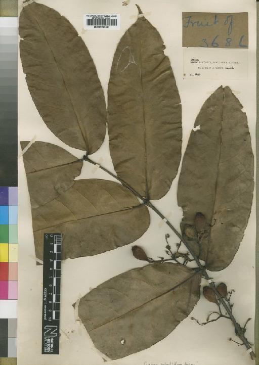 Cuviera truncata Hutch. & Dalziel - BM000903507