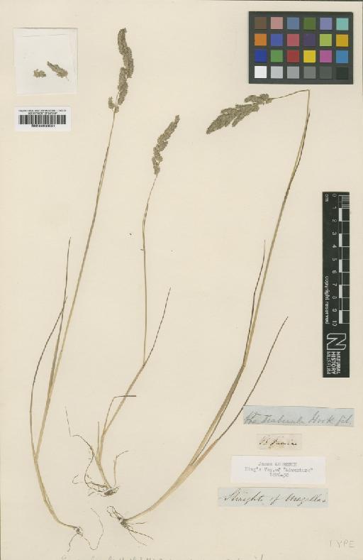 Poa alopecurus (Gaudich. ex Mirb.) Kunth - BM000938501